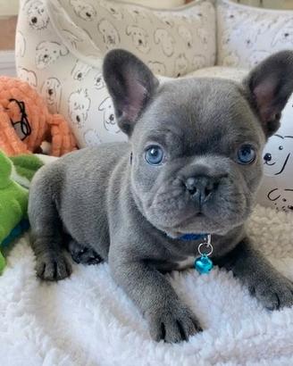 BULLDOG FRANCESE - BOULEDOGUE cuccioli blu