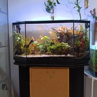 Acquario completo 80 litri