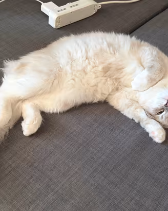 Cucciola di ragdoll con pedigree ENFI