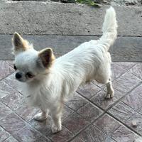 Chihuahua mini con pedigree