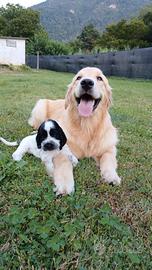 Cuccioli Cocker Spaniel Inglese