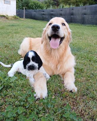 Cuccioli Cocker Spaniel Inglese