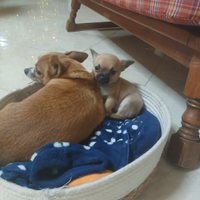 Cucciolata chihuahua