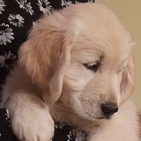 Cuccioli golden retriever