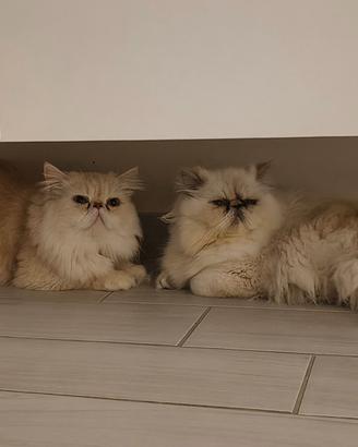 Gatti persiani ipertipici
