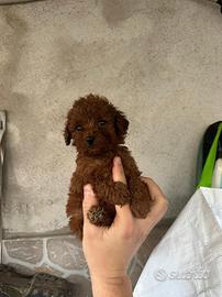 Barboncino red con pedigree enci