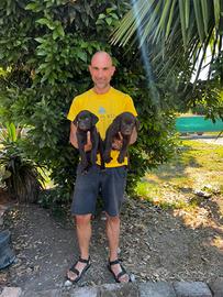 Cuccioli di Labrador Retriever colore cioccolato