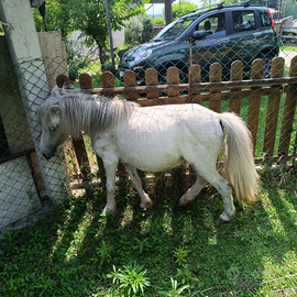 Pony femmina