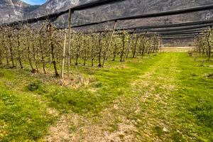 Terreno agricolo