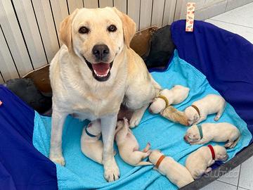 Cuccioli Labrador Miele