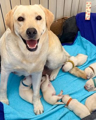 Cuccioli Labrador Miele