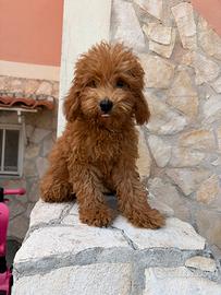 Barboncino Toy