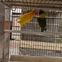 Inseparabili coppia lutino / ino personata