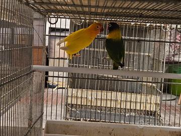 Inseparabili coppia lutino / ino personata