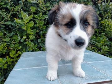 Cucciolo jack Russell Broken