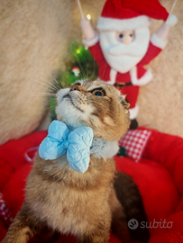 Gattino Scottish Fold con Pedigree