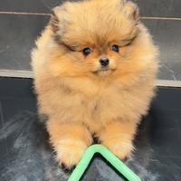 Pomerania Spitz Toy nano