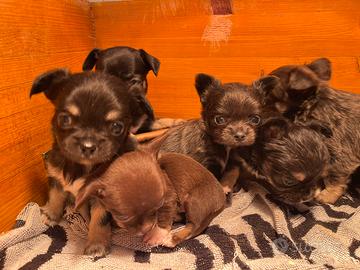 Cuccioli di chihuahua