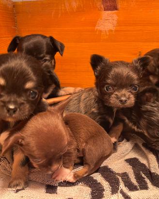 Cuccioli di chihuahua