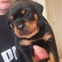Cuccioli rottweiler con pedigree