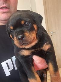 Cuccioli rottweiler con pedigree