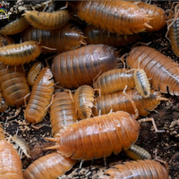 Porcellius leavis orange
