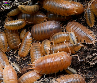 Porcellius leavis orange