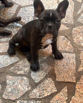 Bulldog francese