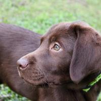 Labrador chocolate cioccolato