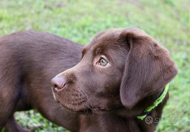 Labrador chocolate cioccolato