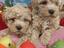 Immagine 3