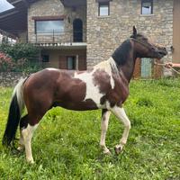 Puledro cavallo stallone paint