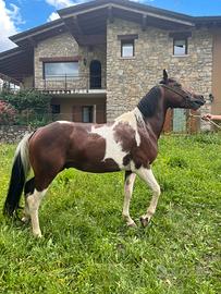 Puledro cavallo stallone paint