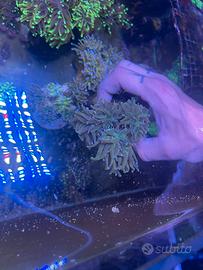 Acquario marino