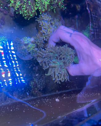 Acquario marino