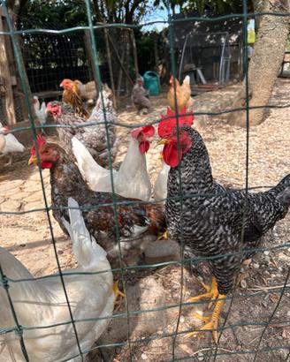 Gallo e gallina ruspanti