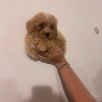 Maltipoo