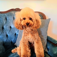 Punto per accoppiamento