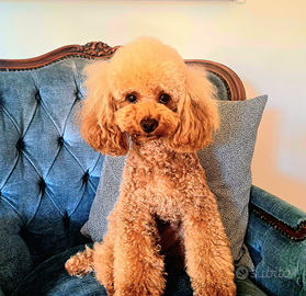 Punto per accoppiamento