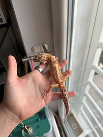 Geco leopardino femmina