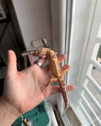 Geco leopardino femmina