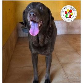 MAYA splendida Labrador chocolate