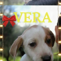 Accattivanti cuccioli