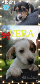 Accattivanti cuccioli