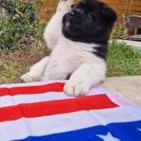 Cucciolo maschio akita americano pedigree