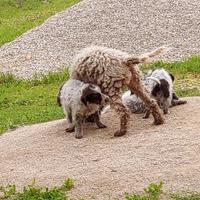 Cane addestrato al tartufo
