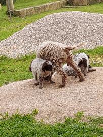 Cane addestrato al tartufo