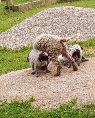 Cane addestrato al tartufo