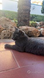 Gattino ,simil certosino