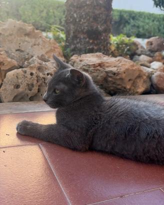 Gattino ,simil certosino
